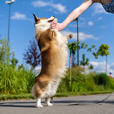与赛尔宠共度健康日常的爱犬可可清澈的眼眸