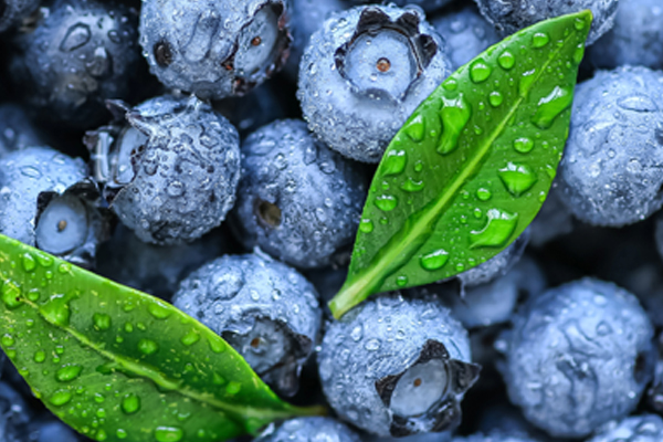 ��ƪ ���� �ݷ����� �������� �ż��� 2�� ���� Ȯ��