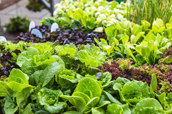 ��ƪ ���� �ݷ����� �������� ���� ���� 7�� �Ұ��� Ȯ��