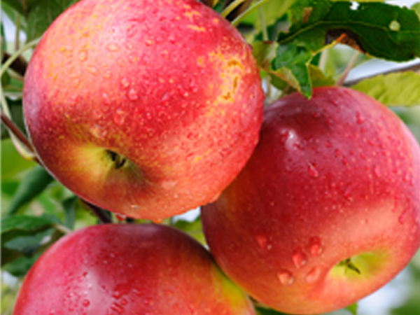 ƪ ���� ����� ���� - ���