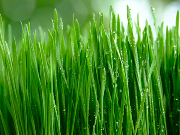 ��ƪ ���� ����� ���� - ���Ϻ���