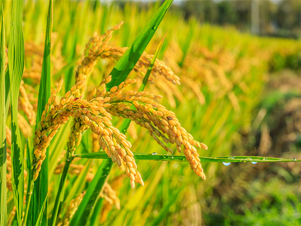 ��ƪ ���� ����� ���� - ����