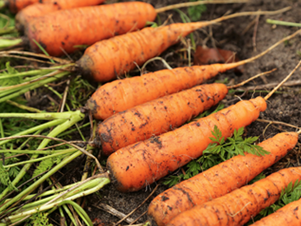 ��ƪ ���� ����� ���� - ���