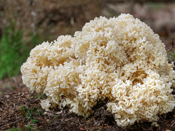 ��ƪ ���� ����� ��ȿ ���� - �ɼ��̹���