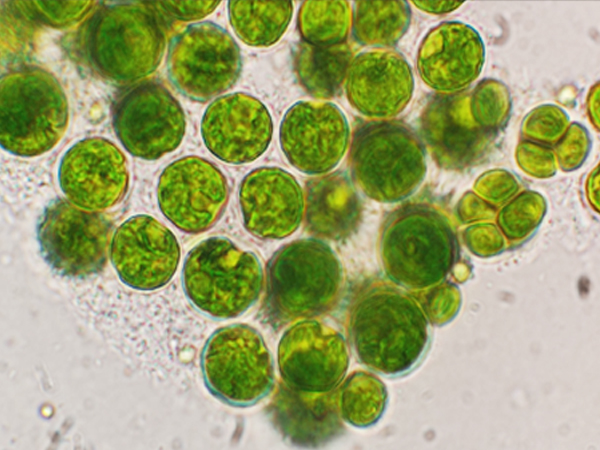 ��ƪ ���� ����� ��ȿ ���� - Ŭ�η���