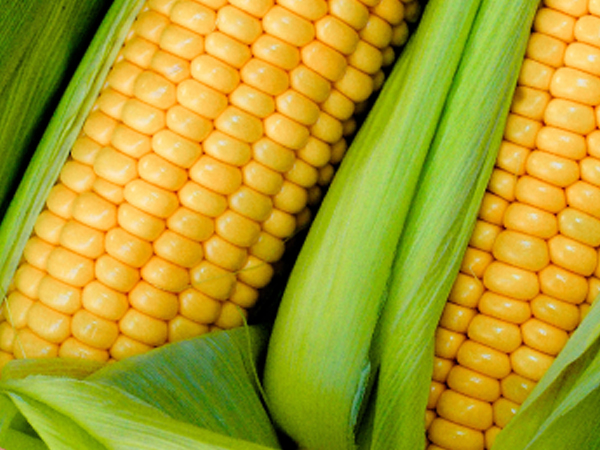 ��ƪ ���� ����� ���� - ������