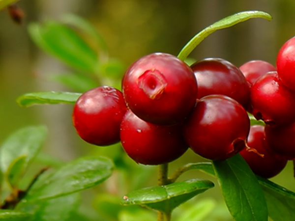 ��ƪ ���� ����� ���� - ũ������