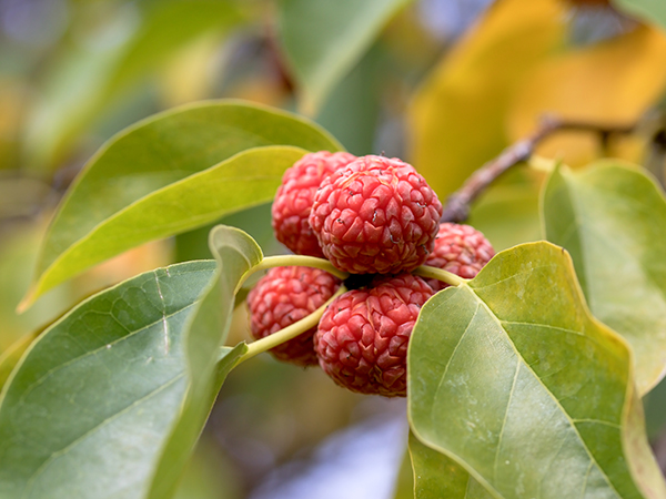 ��ƪ ���� ����� ���� - ��������