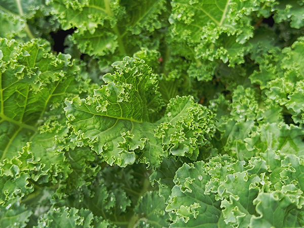 ��ƪ ���� ����� ���� - �ø�����