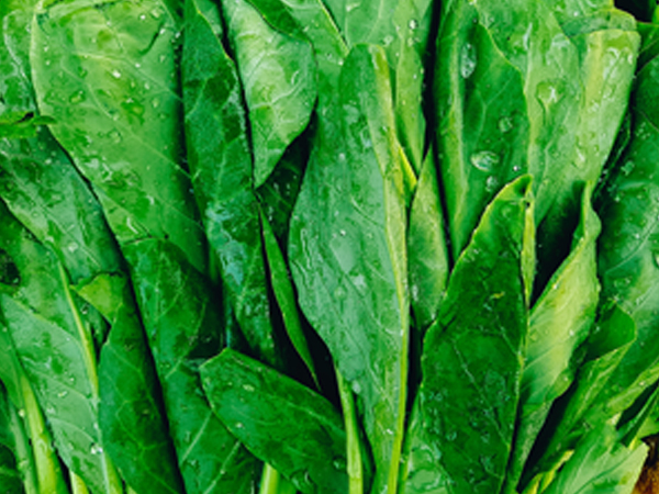 ��ƪ ���� ����� ���� - ����