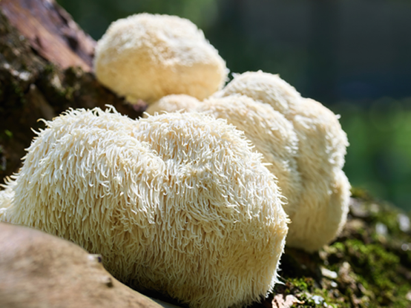 ��ƪ ���� ����� ��ȿ ���� - ���õ��̹���