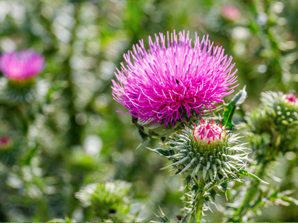 ��ƪ ���� ����� ���� - ��ũ����