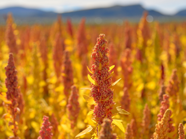 ��ƪ ���� ����� ���� - �����