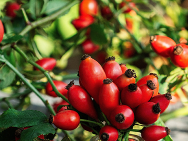 ��ƪ ���� ����� ���� - ������