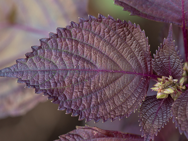 ��ƪ ���� ����� ���� - ������