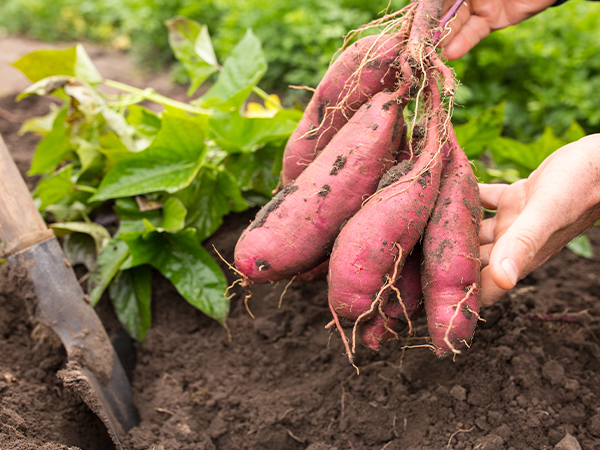 ��ƪ ���� ����� ���� - ������