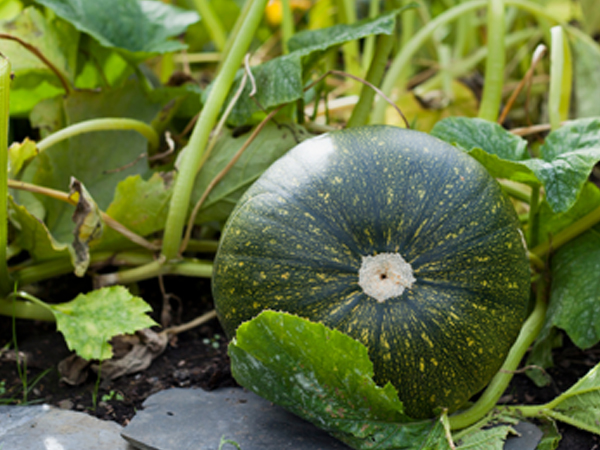 ��ƪ ���� ����� ���� - ��ȣ��