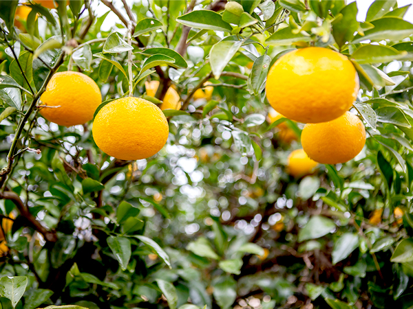 ��ƪ ���� ����� ���� - ����