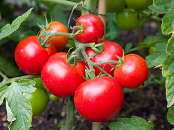 ��ƪ ���� ����� ���� - �丶��