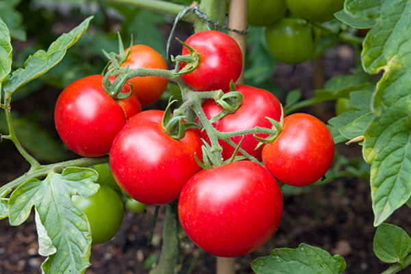 ��ƪ ���� �ݷ����� �������� ����� 5�� ���� Ȯ��