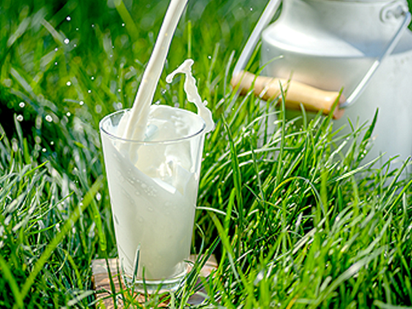 ��ƪ ���� �����̾� �ܹ��� ���� - ���� �ܹ���