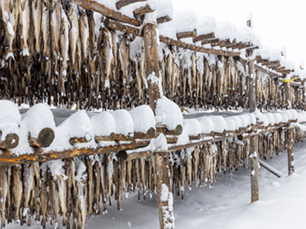 ��ƪ ���� �����̾� �ܹ��� ���� - Ȳ��