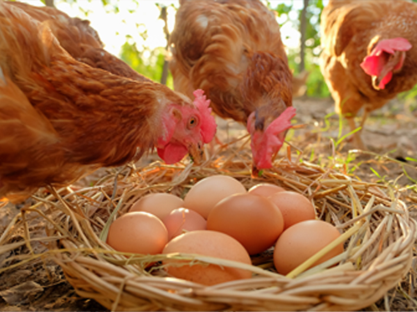 ��ƪ ���� �����̾� �ܹ��� ���� - �ް�