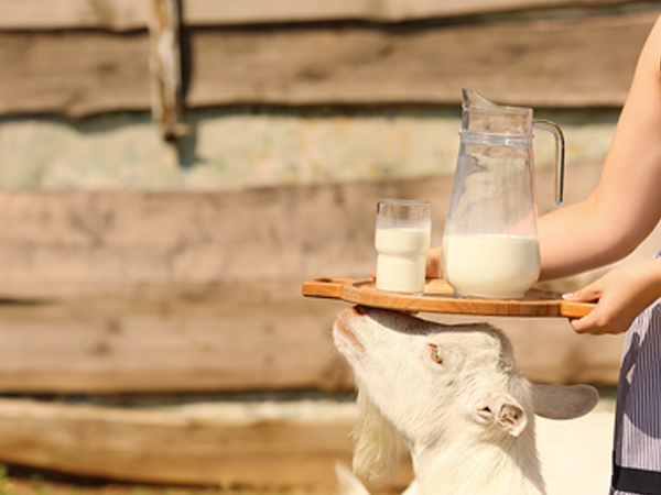 ��ƪ ���� �����̾� �ܹ��� ���� - ����� �ܹ�