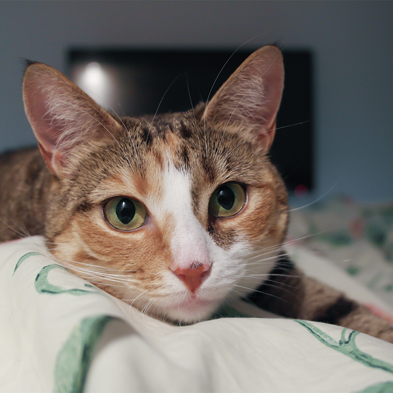 ��ƪ ������ �Բ� �ǰ��� �ϻ��� ������ �ݷ�����